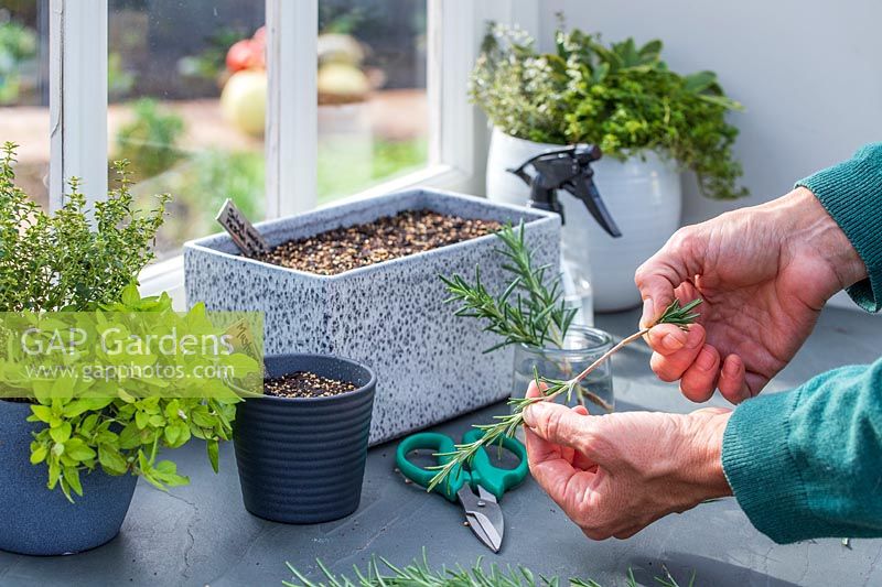 Woman stripping leaves from Rosemary cuttings