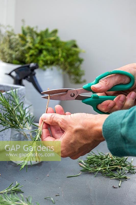 Woman cutting the end of newly stripped Rosemary cuttings