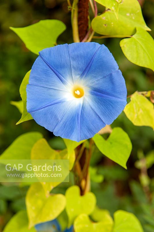 Ipomoea 'Heavenly Blue' - Morning Glory