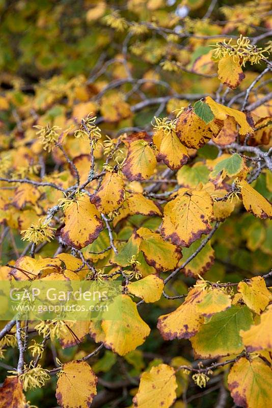 Hamamelis virginiana - Witch Hazel foliage and flowers in autumn