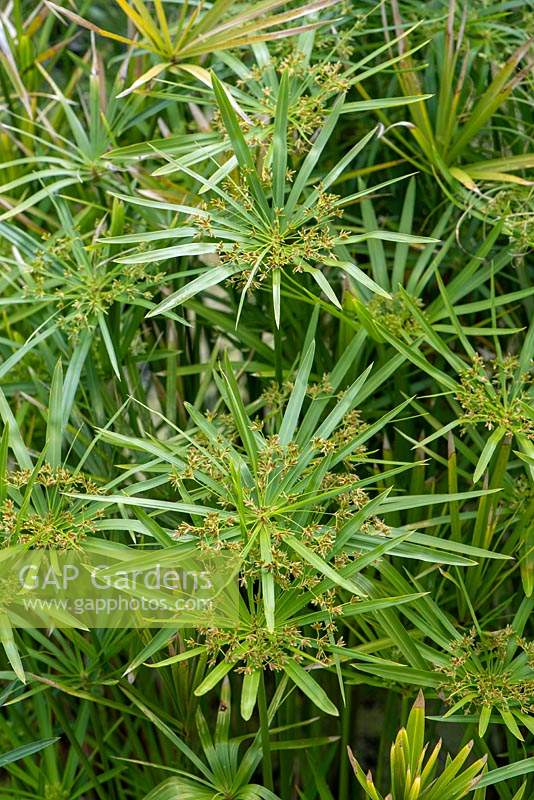 Cyperus alternifolius - Umbrella Papyrus
