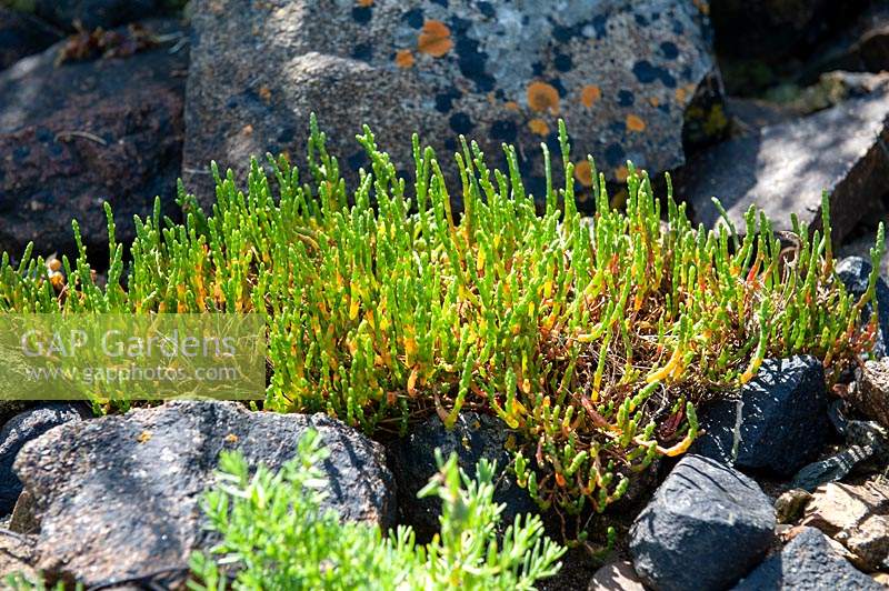 Salicornia europaea - Common Glasswort