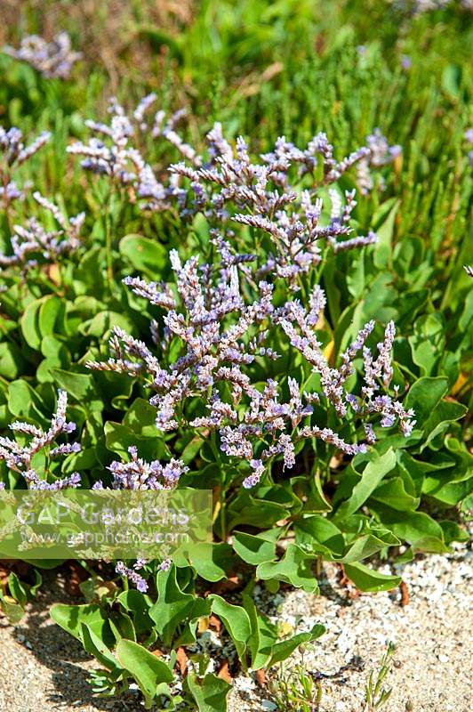 Limonium vulgare - Common Sea Lavender