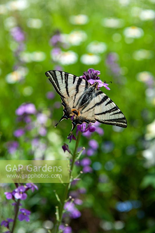 Papilio machaon -  Swallowtail butterfly on Cheiranthus linifolium 'Bowles Purple' flowers