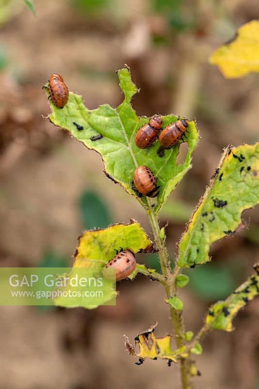 Leptinotarsa decemlineata - Larvae of Colorado Beetles eating potato leaves.