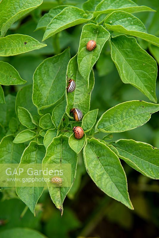 Leptinotarsa decemlineata - Adults and larvae of Colorado Beetles eating potato leaves.