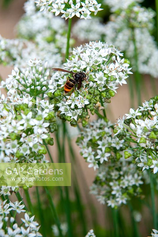 Vespa velutina - Asian Hornet on Chinese Chive flowers