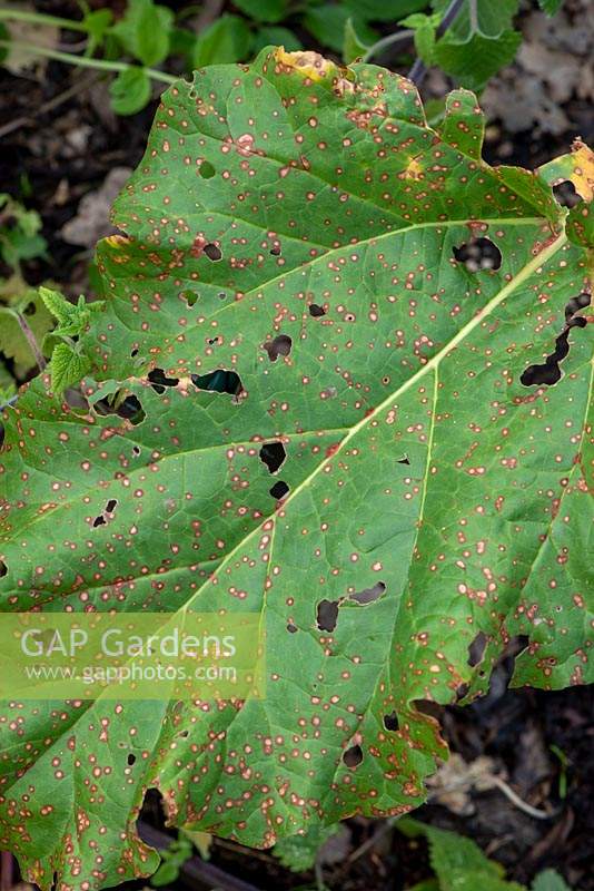 Ramularia rhei - Rhubarb leaf with spots on a leaf.