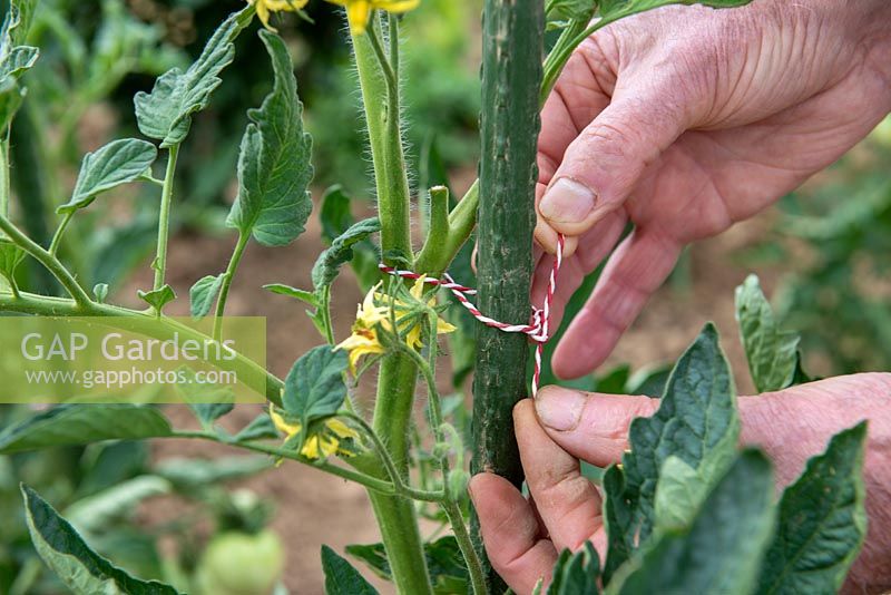 Tying tomato plant to cane for support