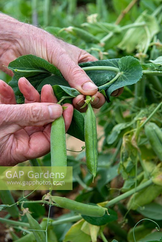 Harvesting Pisum sativum 'Sans Pareil'