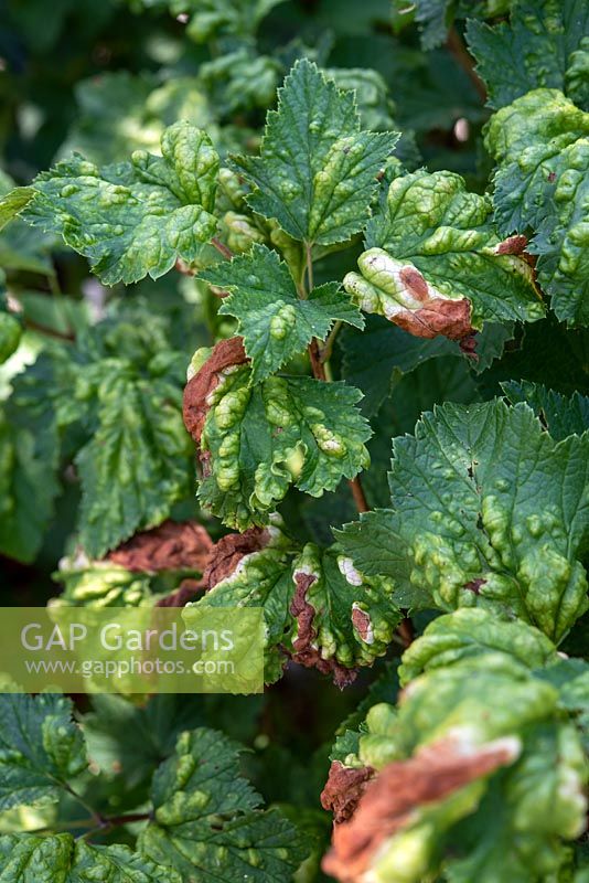 Ribes rubrum - Redcurrant leaves affected by currant blister aphid Cryptomyzus ribis