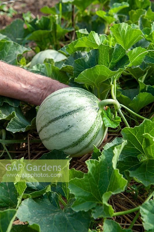 Harvesting Cantaloupe Melon - Cucumis melo