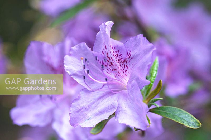 Rhododendron hybr. 'Ledikanense' 