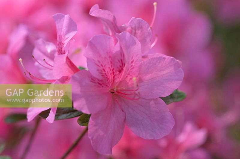 Rhododendron yedoense var. poukhanense 'Compacta' - Azalea yedoense var. poukhanense 'Compacta
