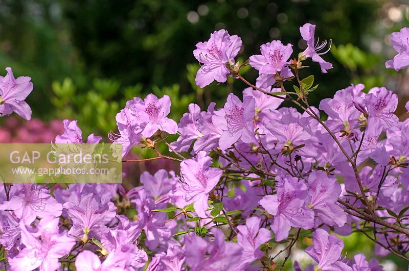 Rhododendron hybr. 'Ledikanense'
