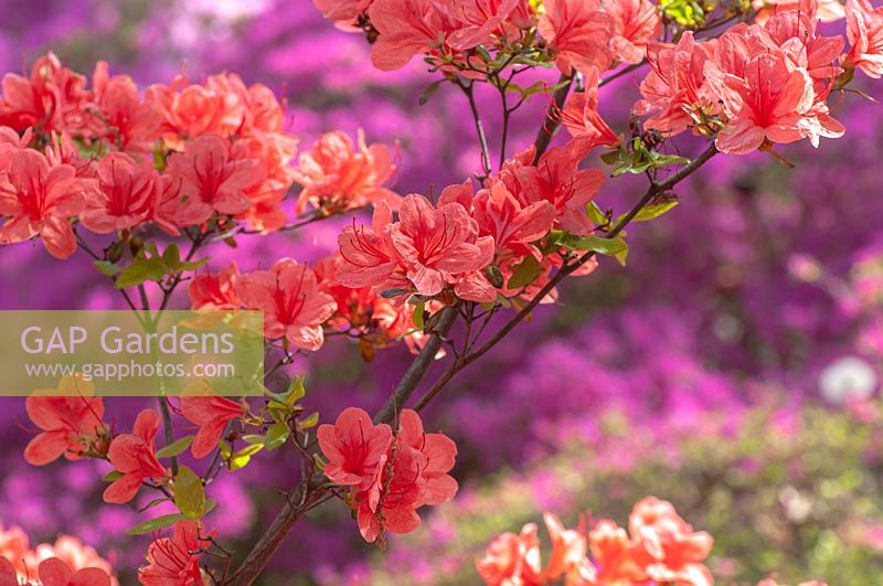 Rhododendron kaempferi 'Planchon'