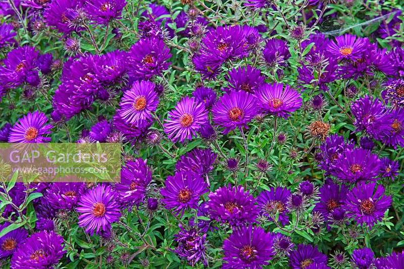 Symphyotrichum novae-angliae 'Helen Picton' - New England aster 'Helen Picton'
 