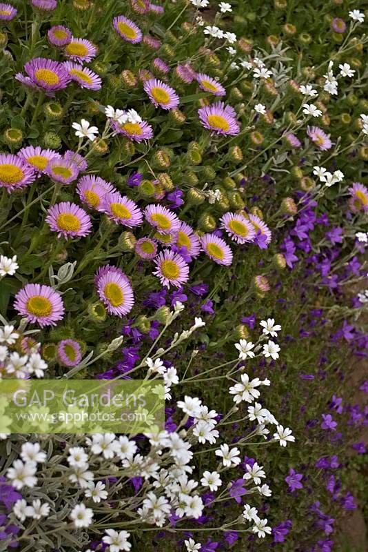 A garden wall in late spring with Erigeron glaucus, Cerastium tomentosum and Campanula portenschlagiana