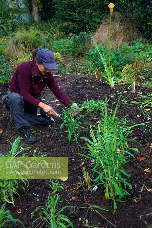 Woman gardener planting bushy bareroot wallflower plants. 