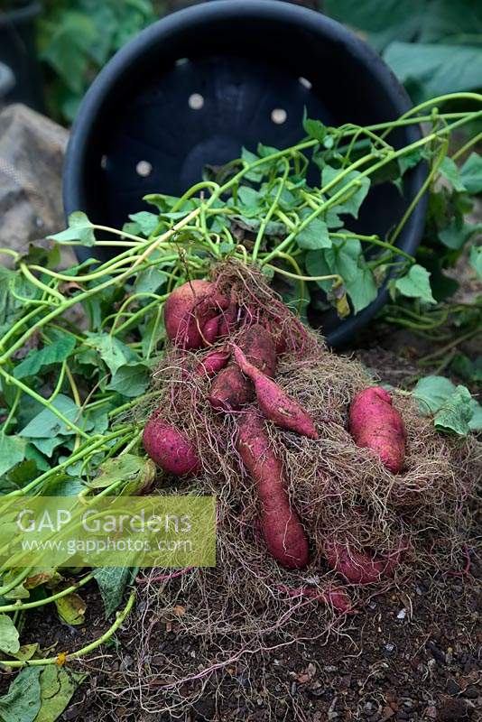 Ipomoea batatas 'Murasaki' - Sweet Potato crop yield 