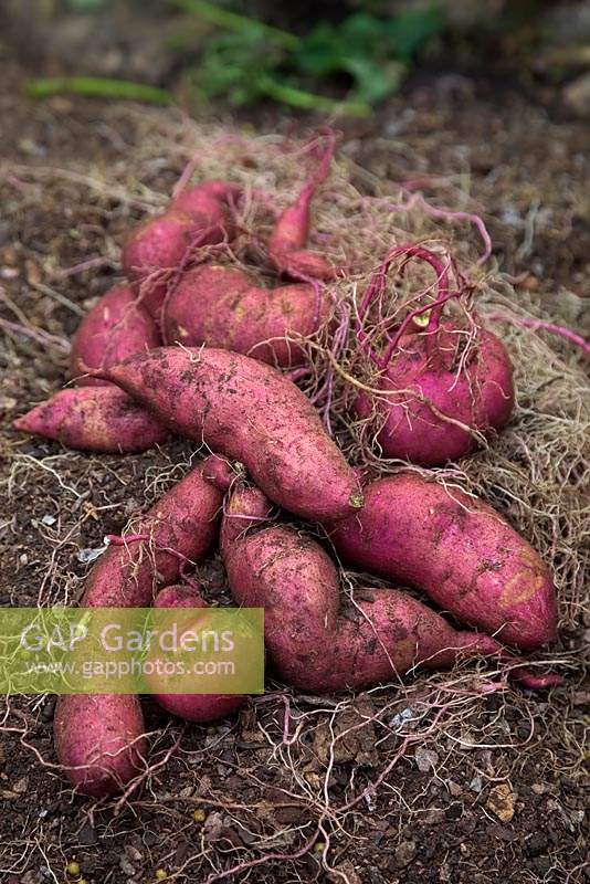 Harvested tubers from Ipomoea batatas 'Murasaki' - Sweet Potato 