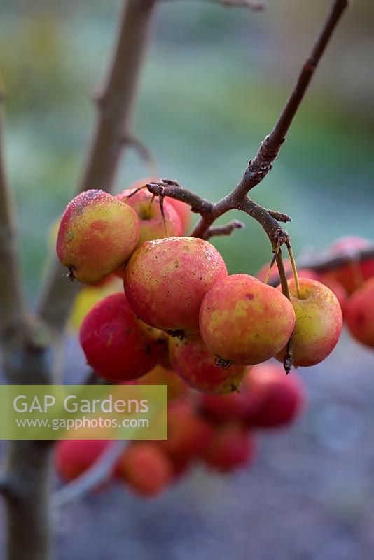 Malus 'Jelly King' - Crab Apple fruits