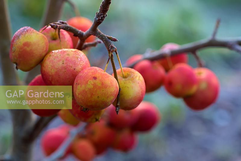 Malus 'Jelly King' - Crab Apple fruits in December