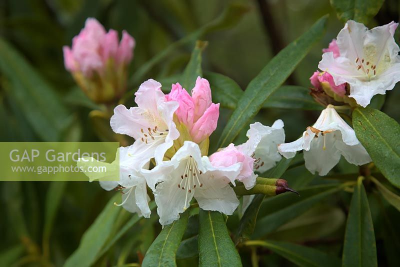 Rhododendron 'Nobleanum Album'