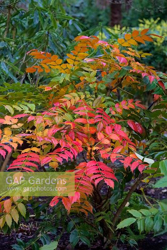 Mahonia japonica will often colour attractively in winter