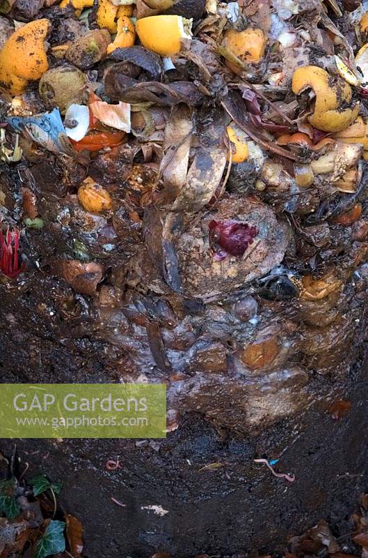 Earthworms contribute to breaking down of vegetable waste in a home composting cone with new material added at top