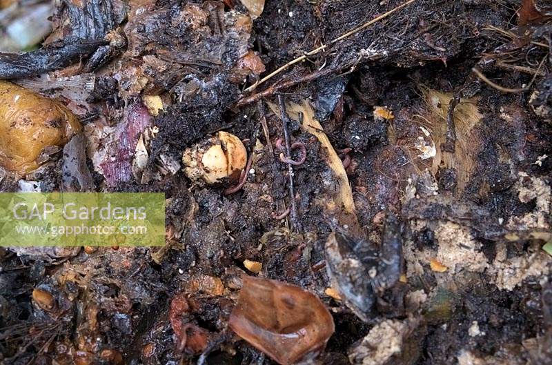 Earthworms contribute to breaking down of vegetable waste in a home composting cone.