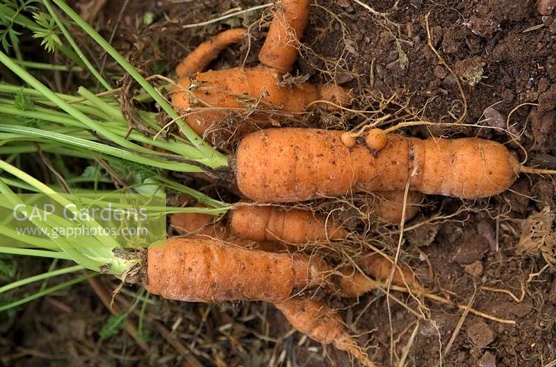 Daucus carota 'Amsterdam Forcing' - Carrots newly dug at end of season