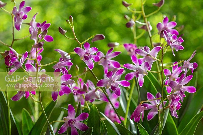Dendrobium 'Berry Oda' - Rock orchid 'Berry Oda' 