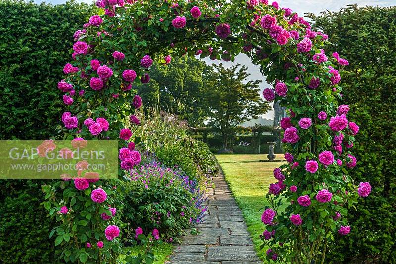 Arch of Rosa 'Madame Isaac Periere' at Town Place in Sussex, UK. 