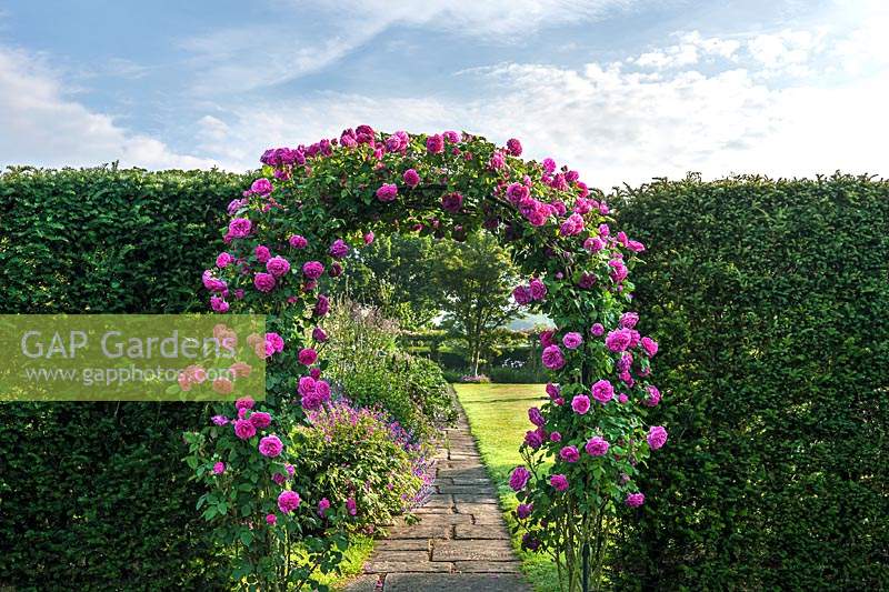 Arch of Rosa 'Madame Isaac Periere' at Town Place in Sussex, UK.
