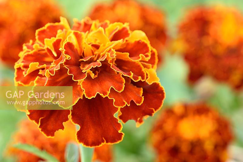 Tagetes patula 'Aurora Red' - French marigold  'Aurora Red'