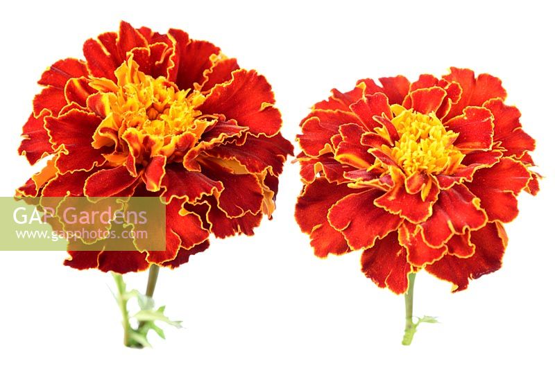 Tagetes patula 'Aurora Red' - French marigold 'Aurora Red'