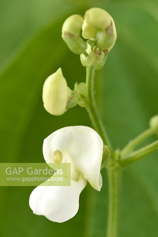Phaseolus vulgaris 'Speedy' - Dwarf French Bean in Flower