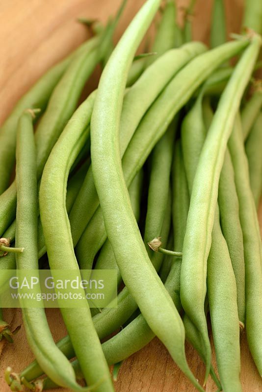 Phaseolus vulgaris 'Speedy' - harvested Dwarf French Beans