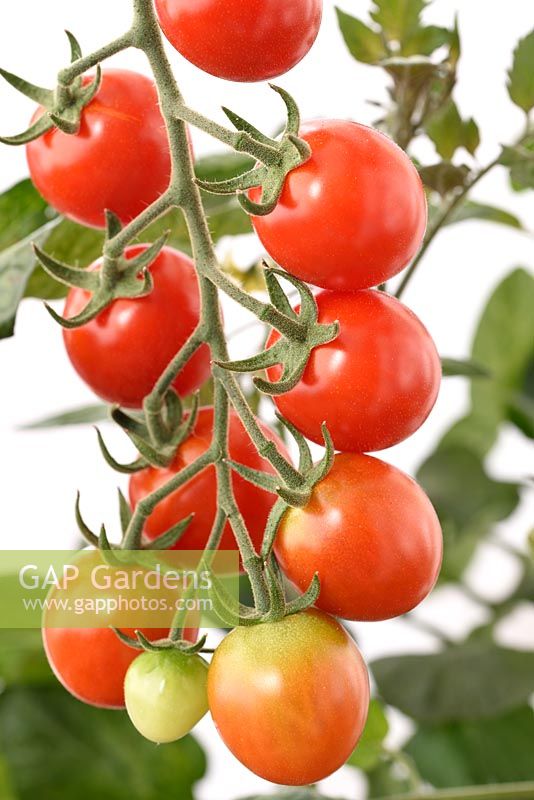 Solanum lycopersicum  'Sugar Gloss'  Cherry tomato  Syn.  Lycopersicon esculentum  