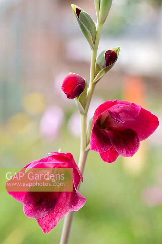 Gladiolus 'Ruby' - papilio hybrid