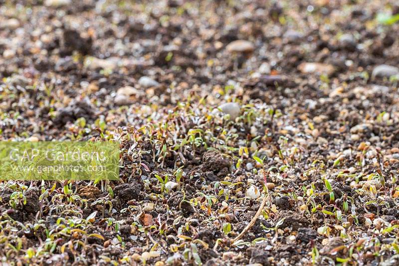 Sprouting Phacelia Green Manure in early October
