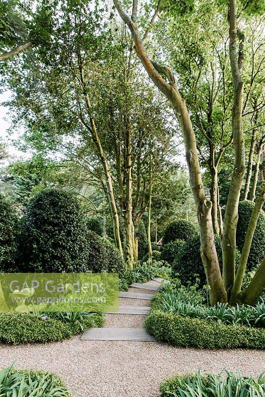 Cone of Ilex aquifolium, agapanthus and muehlenbeckia complexa by sides of garden path. Les Jardins d Etretat