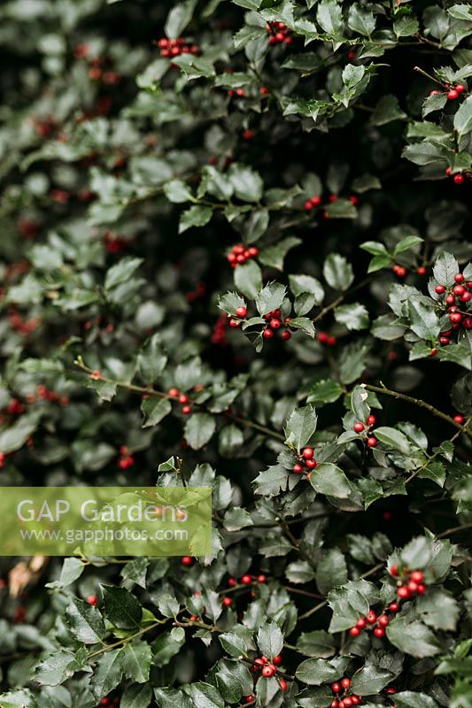 Red berries on Ilex ... stock photo by Eva Nemeth, Image: 1374277