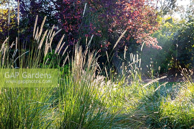 Association of Pennisetum 'Fairy Tails' and Pennisetum thunbergii 'Red Buttons' in autumn sunlight - Fountain Grass. 