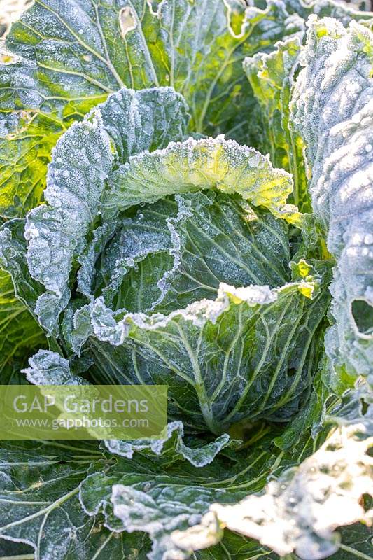Frosty Cabbage 'January King'