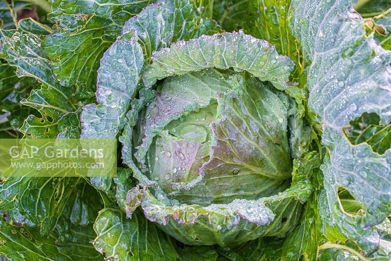 Cabbage 'January King'