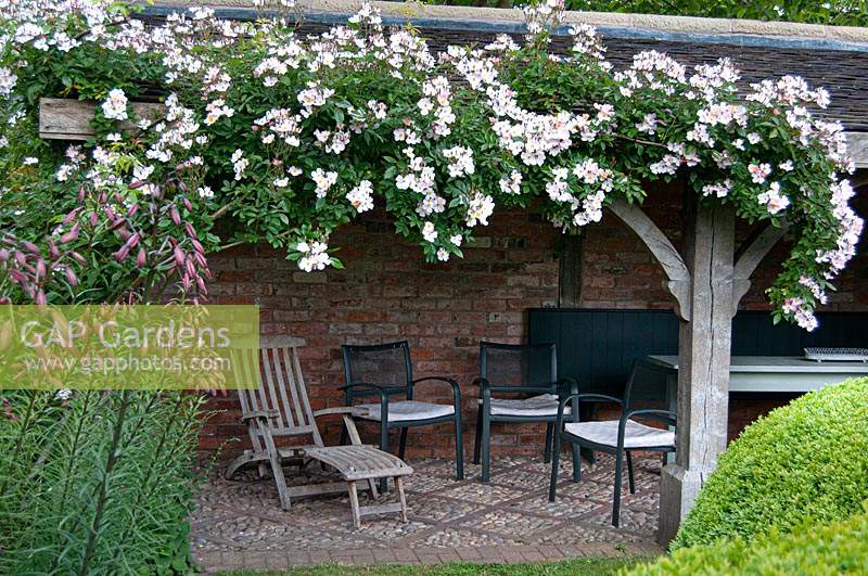 Rosa 'Frances Lester' growing over covered seating area in The Font Garden at Wollerton Old Hall Garden, Shropshire.