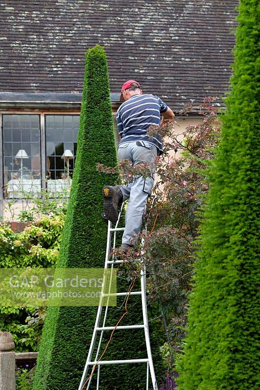 Shaping the yew pyramids at Wollerton Old Hall Garden.