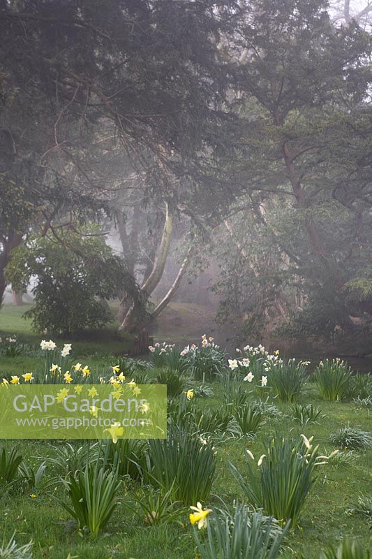 Narcissus 'Daffodills' by river on misty morning.